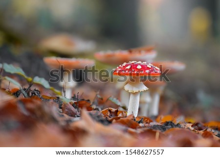 Mushroom in the forest with blurry bokeh background
