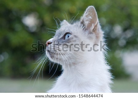Alert domestic Persian or Siamese type cat with beautiful blue eyes and white whiskers looking left of picture