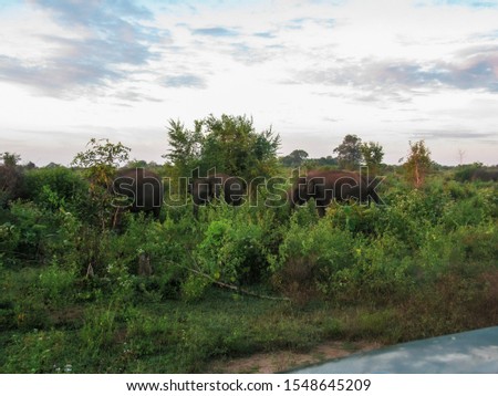 Green tea plantation at Nuwara Eliya, Sri Lanka