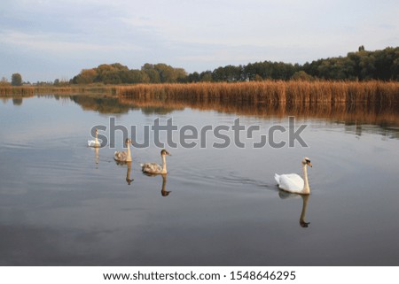 Family of white swans float on a quiet water of river or lake. Thickets of reeds and trees along the shore. Scenic picture of wild nature. Calming atmosphere