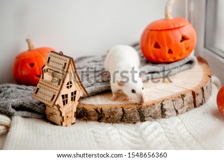Halloween. Rats and  pumpkin. Rat and pumpkin for halloween