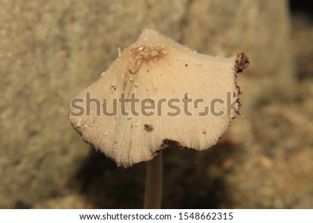 Beautiful small mushrooms in nature closeup.