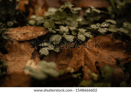 Natural background with autumn leaves and grass with rain drops close up