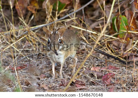 The Four-toed Elephant Shrew or Sengi is a diminutive but extremely active hunter of invertebrates running along the regularly patrolled and cleared pathways in it's territory in search of food  Royalty-Free Stock Photo #1548670148