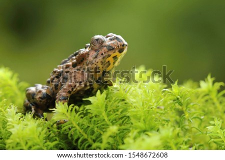 Yellow bellied toad Bombina maxima