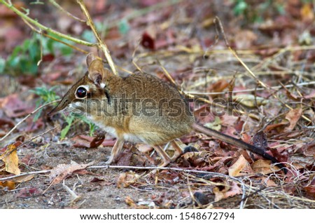The Four-toed Elephant Shrew or Sengi is a diminutive but extremely active hunter of invertebrates running along the regularly patrolled and cleared pathways in it's territory in search of food Royalty-Free Stock Photo #1548672794