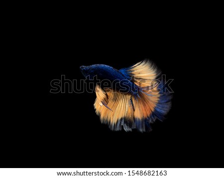 Siamese fighting fish, navy blue with light yellow tail fish,