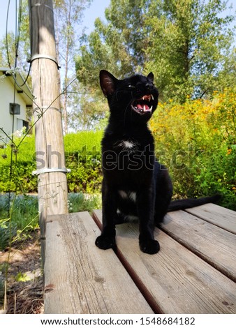 Black cat. Young cat with outraged physiognomy. Animal with an open mouth shows off its huge fangs its on the wood table in the flowering garden