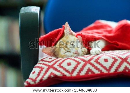 Adoarble yellow and white striped cat sleeping on cushion pillow.Kitty with eyes closed wearing santa claus' red costume.Feline asleep on blue computer chair.Christmas mood.