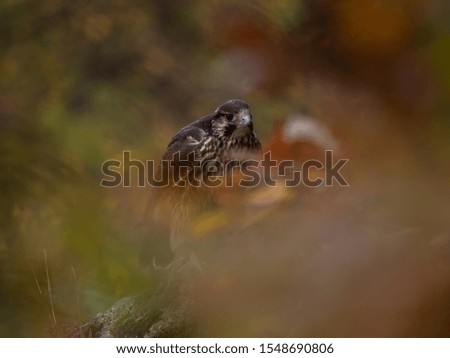 Saker falcon (Falco cherrug) in autumn forest. Saker falcon sitting on rock in autumn tree.