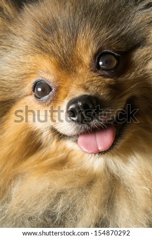 pomeranian face with his little tongue photography, window lighting