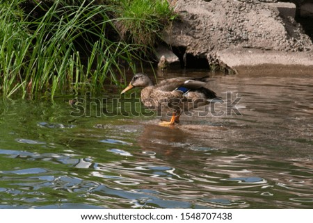 Duck near the shore, Minsk, Belarus