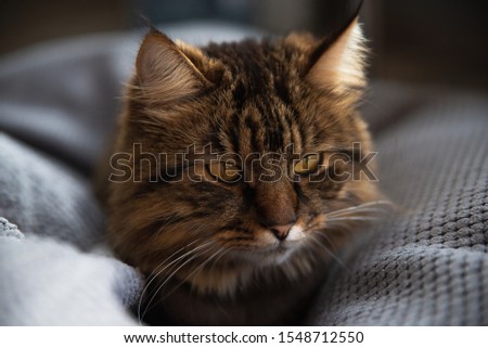 Portrait of domestic black tabby Maine Coon kitten - 3 year old. Cute striped kitty looking at camera. Beautiful young cat make funny face on grey background. Royalty-Free Stock Photo #1548712550
