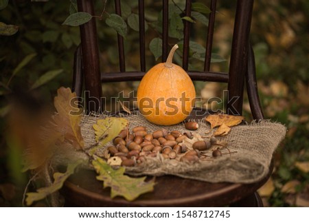 
Autumn still life with pumpkin and acorns. Items lie on a Viennese chair in the garden.