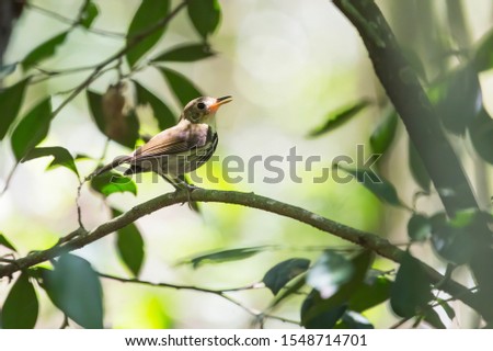Corythopis delalandi or estalador bird from mata atlântica
