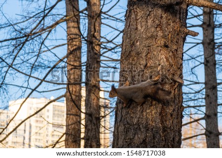 Squirrel stopped on a tree trunk and looks forward over the background of white city buildings and blue sky