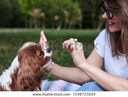 Close-up picture of small white and brown dog, giving hi five to the owner on green grass in park in summer. Cavalier king charles spaniel on a walk, training with master.