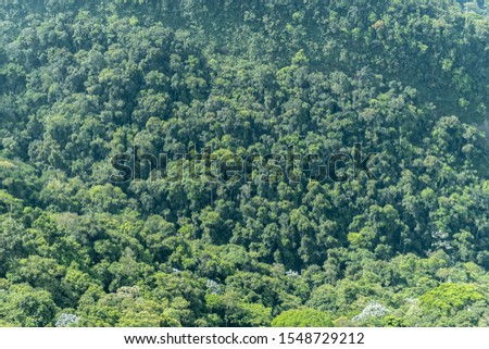 Top view of a large forest in Brazil. Texture of various trees.