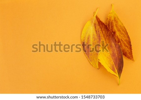 Autumn orange background with leafs on the orange paper