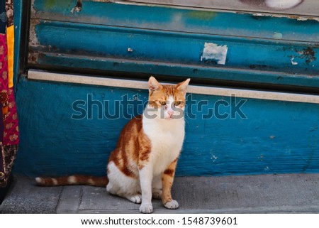 A stray cat on a sidewalk in Istanbul, Turkey. 