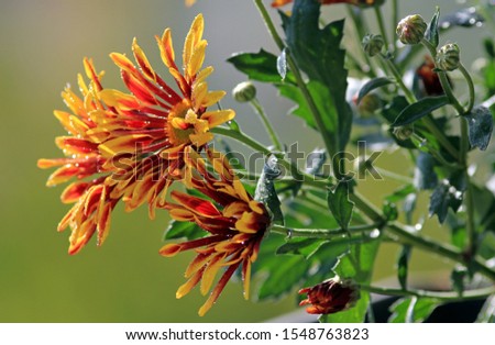 Flowers of two-tone yellow-red chrysanthemum close-up