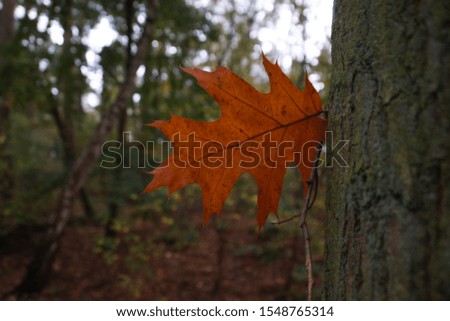 Beautiful autumn pictures during a walk in an amazing forest in Germany.