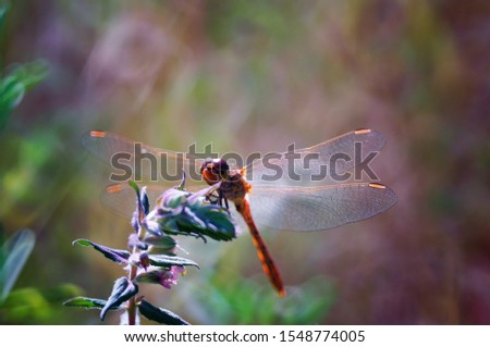 The picture of the red dragonfly. Natural background.