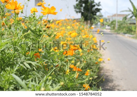 yellow flowers, natural summer background, blurred images, selective focus
