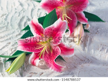 White and pink asiatic lily