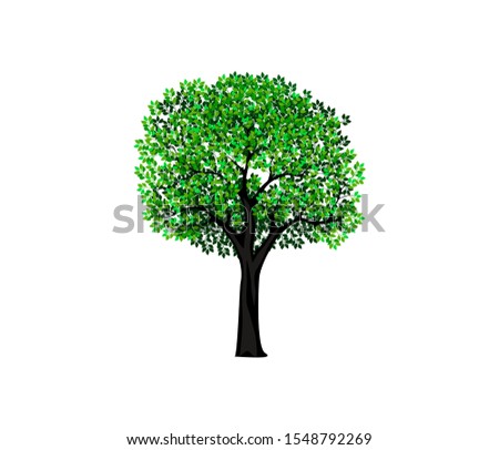 tree vector illustration. roots and branch of olive tree. mangrove tree isolated.