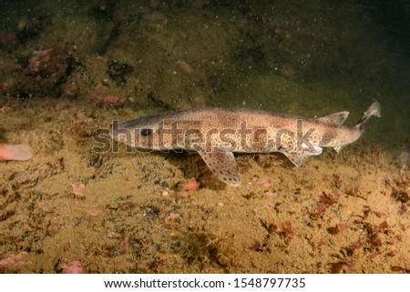 Catshark photographed on the south coast of Norway Royalty-Free Stock Photo #1548797735