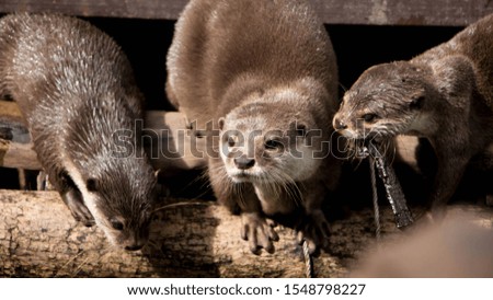 oriental small-clawed otter - Aonyx cinereus