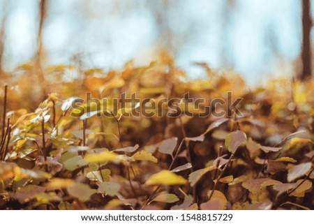 Pastele blurred autumn leaves - perfect peaceful background. 