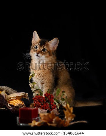 Cute somali kitten on the black background with autumn composition from leaves
