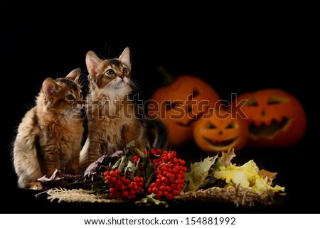 Scary halloween pumpkin jack-o-lantern and two somali kittens on black background