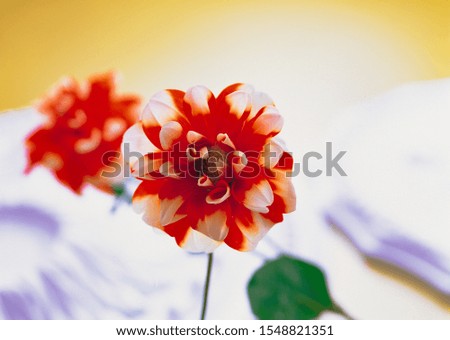 Red and White flower on white stock 
