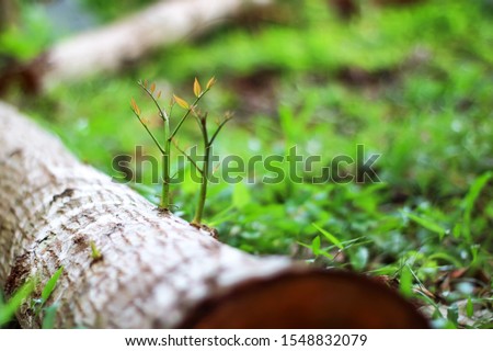 Trees that try to regenerate from  piece of wood that have been cut Royalty-Free Stock Photo #1548832079