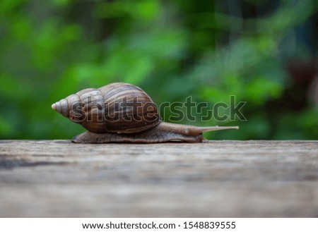 snail is walking on the old wooden floor