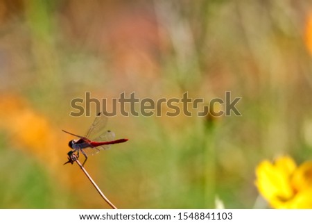 Red dragonfly Red dragonfly resting at the tip of the stem