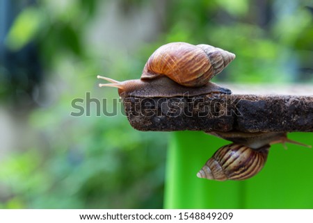 snail is walking on the old wooden floor