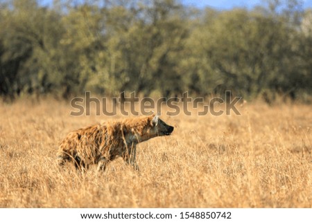 Spotted Hyena in Kenya National park