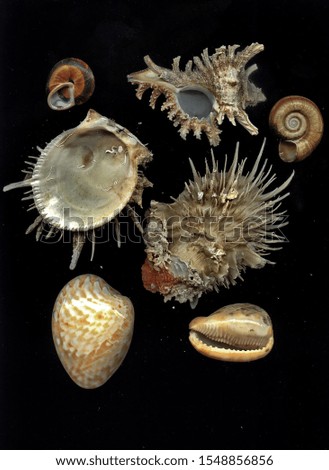 snails and seashells picture, cuba