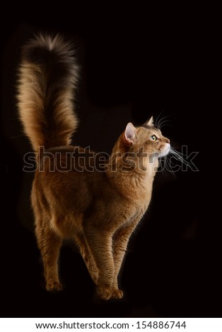 Somali cat  ruddy color on black background