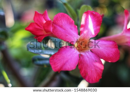 Pink azalea.Is very beautiful.As wallpaper.Garden flowers.Beautiful nature in a soft focus.
