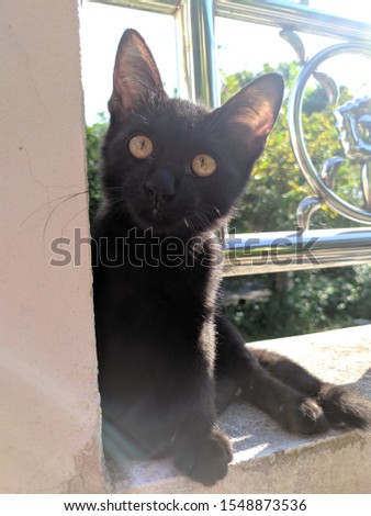 Animal blackcat beautiful cute yong
