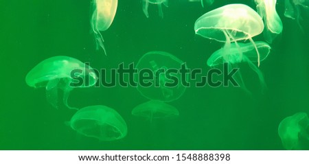 Photo of jellyfish floating in an aquarium in green light.