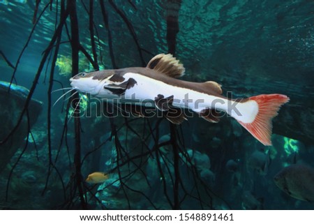 Redtail Catfish (Practocephalus hermioliopterus) in the freshwater aquarium Royalty-Free Stock Photo #1548891461