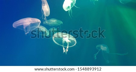 
Photo of a jellyfish floating in an aquarium in blue light