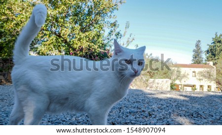 Cute white cat walking around the stone streets of the old town of Datca in Turkey