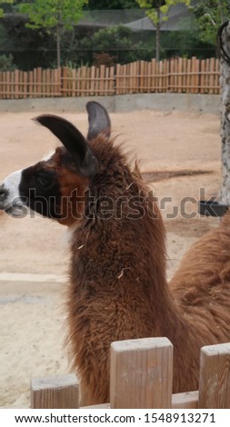 llama who eats and watches